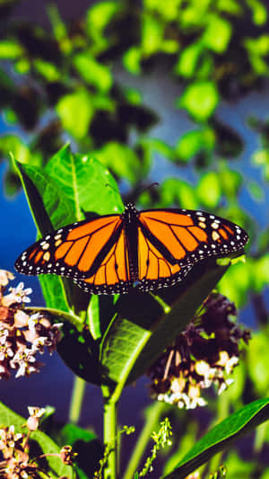 Monarch Butterfly On Green Leaves Wallpaper