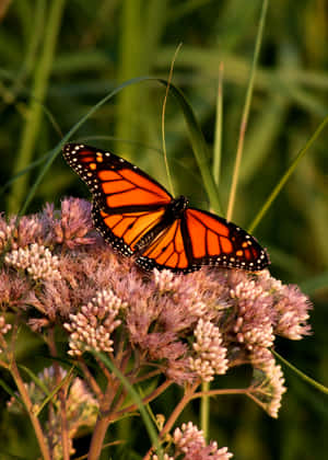 Monarch Butterfly On Pink Flower Buds Wallpaper