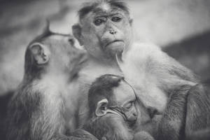 Monkey, Baby, Bw Wallpaper