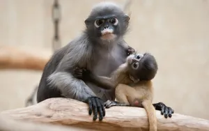 Monkey, Baby, Couple, Caring Wallpaper