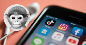 Monkey For Tiktok Pfp Wallpaper