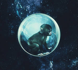 Monkey In Space Bubble Wallpaper