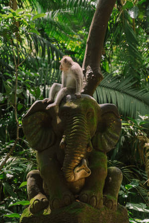 Monkey On Elephant Iphone Wallpaper