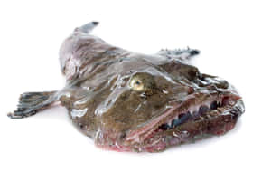 Monkfishon White Background Wallpaper