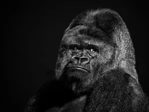 Monochromatic Photograph Of A Gorilla Wallpaper