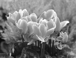 Monochrome Cyclamen Plant Wallpaper