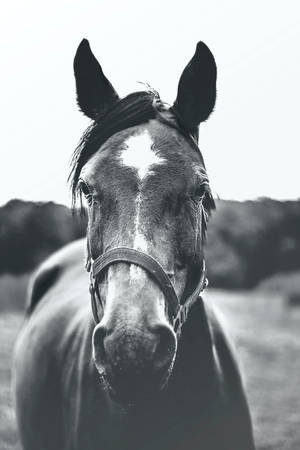 Monochrome Horse Face Wallpaper