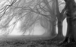 Monochrome Simplicity Wallpaper