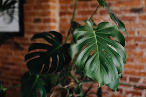 Monstera Green Leaves Indoors Wallpaper