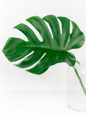 Monstera Leaf Clear Glass Wallpaper