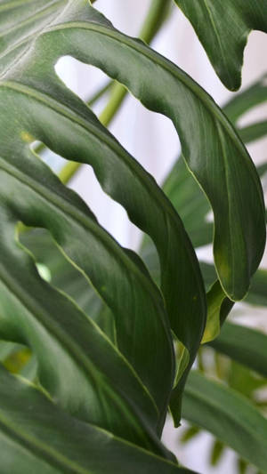 Monstera Leaf Edges Wallpaper