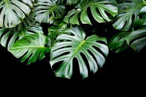 Monstera Leaf In Black Wallpaper