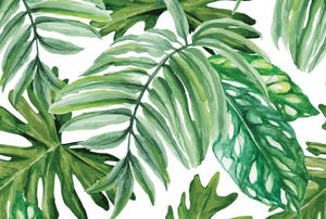 Monstera Leaves Digital Painting Wallpaper