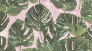 Monstera Leaves Pink Surface Wallpaper