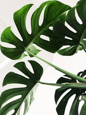 Monstera Plant Aesthetic Wallpaper