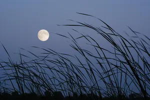 Moon In The Field Wallpaper
