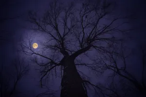 Moonlight Over The Tree Wallpaper