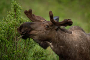 Moose Grazingin Greenery Wallpaper