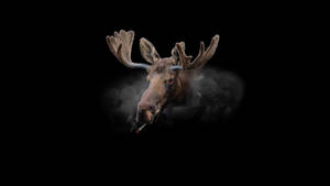 Moose Smoking 420 Wallpaper