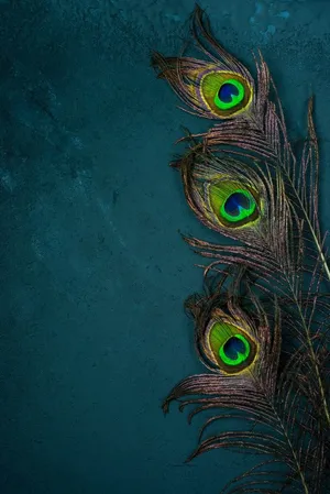 Mor Pankh Dark Blue Green Wallpaper