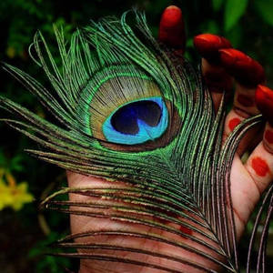 Mor Pankh Green Stem Wallpaper