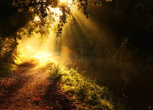 Morning Glory In Peaceful Forest Wallpaper