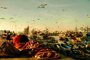 Morocco Fish Port Wallpaper