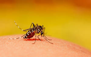 Mosquito Feeding On Blood Wallpaper