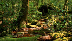 Mossy Brook Of Jungle Desktop Wallpaper