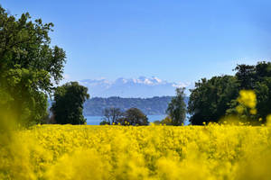 Most Beautiful Desktop Yellow Flower Field Wallpaper