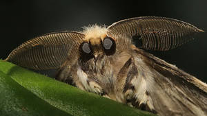 Moth Big Eyes On Leaf Wallpaper