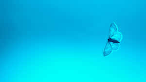 Moth Insect Blue Pc Wallpaper