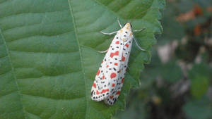 Moth White Aesthetic Folded Wings Wallpaper