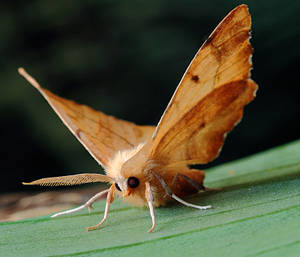 Moth With Spread Wings On Leaf Wallpaper