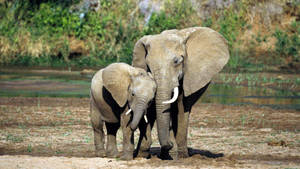 Mother And Baby Elephant Wallpaper