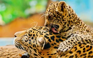 Mother And Baby Leopard Hd Wallpaper