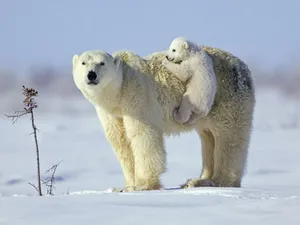 Mother And Baby Polar Bear Wallpaper