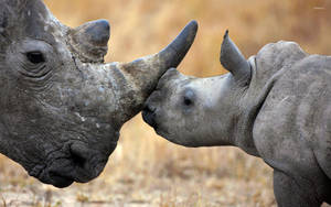 Mother And Baby Rhinoceros Wallpaper