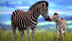 Mother And Baby Zebra Wallpaper