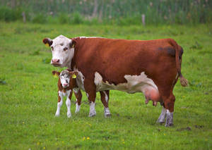 Mother Cow And Little Calf Wallpaper