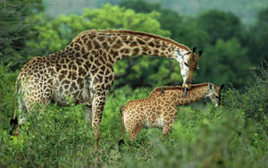 Mother Giraffe And Cub Wallpaper