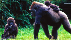Mother Gorilla Carrying Baby Gorilla Wallpaper