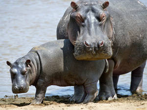 Mother Hippopotamus Guarding Its Baby Wallpaper