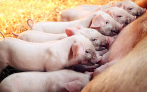 Mother Pig Breastfeeding Piglets Wallpaper