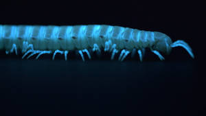 Motyxia Cyanide-producing Millipede Wallpaper