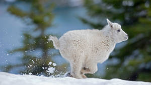 Mountain Goat Kid In Western Montana Usa Wallpaper
