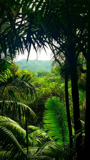 Mountain Jungle Iphone Wallpaper