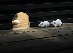 Mouse Hiding From Cat Wallpaper