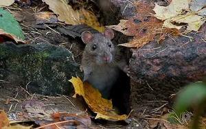 Mouse In Between Of Rocks Wallpaper