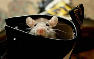 Mouse Inside A Shoe Wallpaper